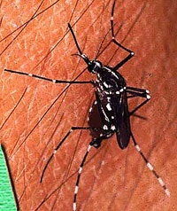 Riparte il progetto lotta alle zanzare